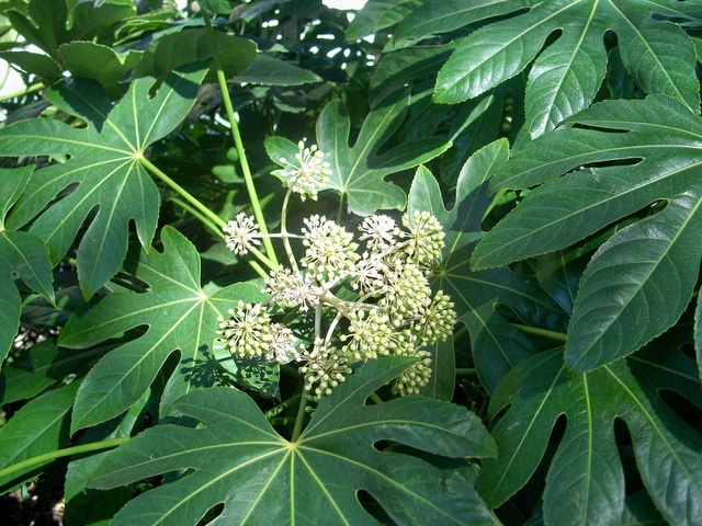 Jungle 7